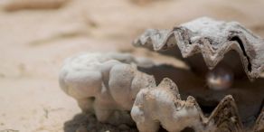 Perlentauchen 2024 - Finden Sie mit uns die verborgenen Schätze