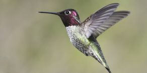 Ich empfehle den den FS Colibri Event Driven Bonds