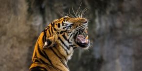 Wenn Asiens Tiger erwachen