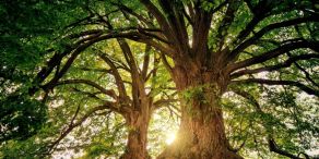 AB: Outcome Bonds – Den Wald vor lauter Bäumen sehen