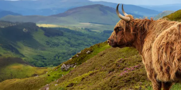 Marktverwerfungen: Zeit, kurzlaufende Anleihen in Betracht zu ziehen?