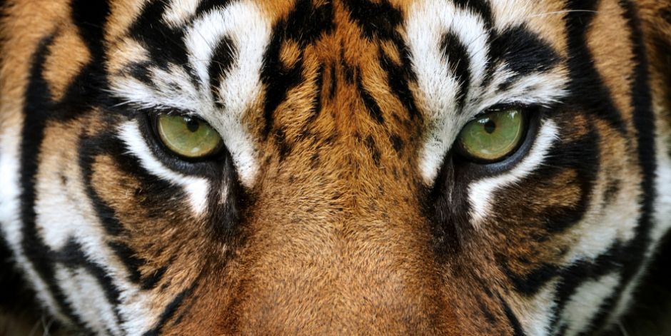 Im Auge des Tigers“ – Was erwartet uns 2022 in China?