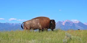 Aberdeen Investments: Was sind derzeit die wichtigsten Chancen und Trends bei Anleihen? (Foto: Matt O'Donnell auf Pixabay)