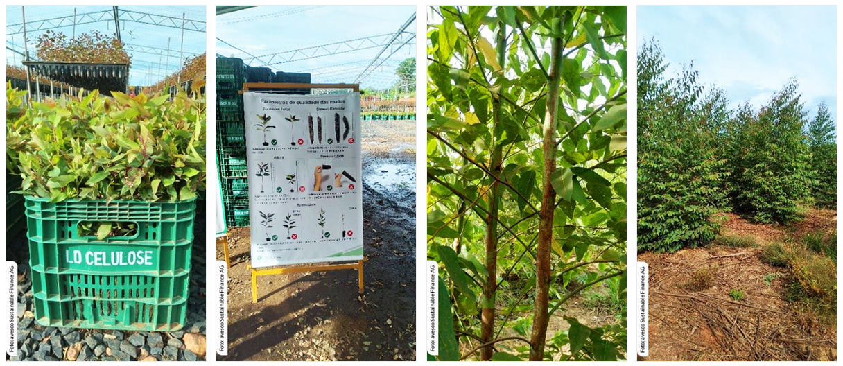 LD Celulose Setzlinge