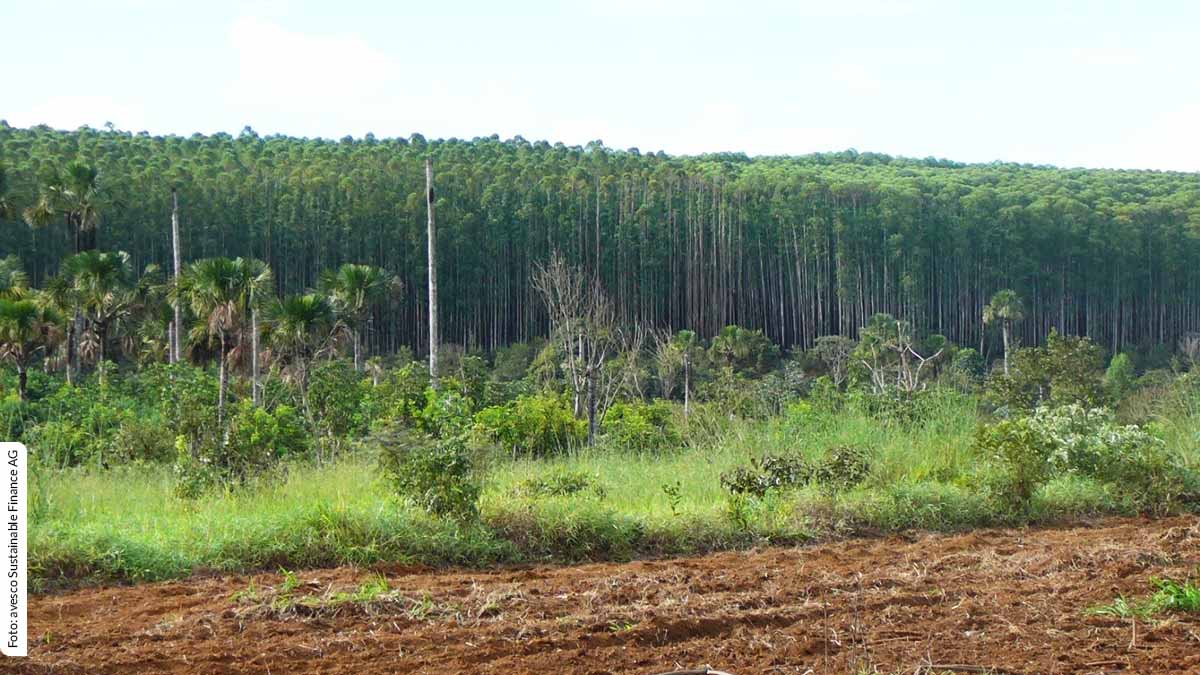 LD Celulose_Schutzgebiet