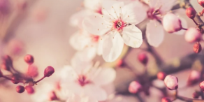 Franklin Templeton: Die entscheidende Rolle von Dividenden in Anlageportfolios