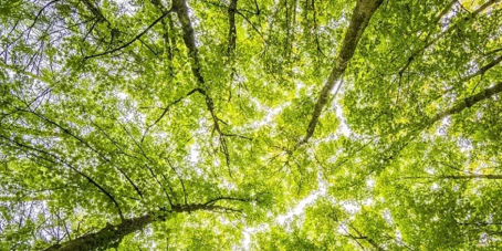 Franklin Templeton: Der Klimawandel – Ein Ausblick auf 2025