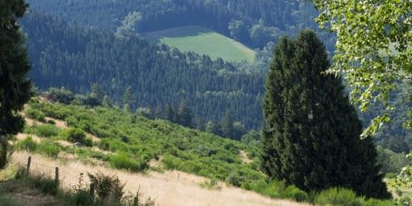 Land- und Forstwirtschaft eröffnen Investoren konkrete Chancen für positive Biodiversitätseffekte