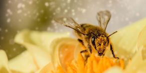 Dem Verlust an biologische Vielfalt entgegenwirken: Überlegungen für nachhaltigkeitsorientierte Investoren (Foto: Myriams-Fotos auf Pixabay)