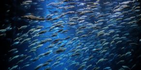 Robeco: Zollsorgen dämpfen Anlegerinteresse an US-Aktien weiter