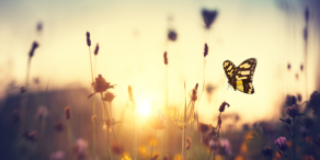 Risiken neu gedacht: Lokale Währungen in einer sich wandelnden Welt