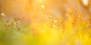 Glänzt Gold noch immer?