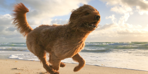 Spielraum für lokale Währungen in Schwellenländern