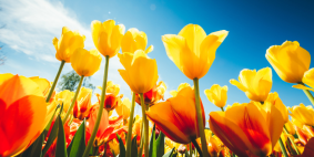 Neue Perspektiven für Emerging Markets