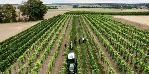 Trotz eines Rückgangs wegen des Wetters kommt fast die Hälfte des deutschen Weins aus Rheinhessen und der Pfalz. 