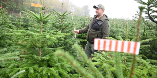 Der Vorsitzende des Christbaumverbandes Baden-Württemberg, Sebastian Fertig, steht in einer Anpflanzung von Weihnachtsbäumen in Mudau im Norden Baden-Württembergs.